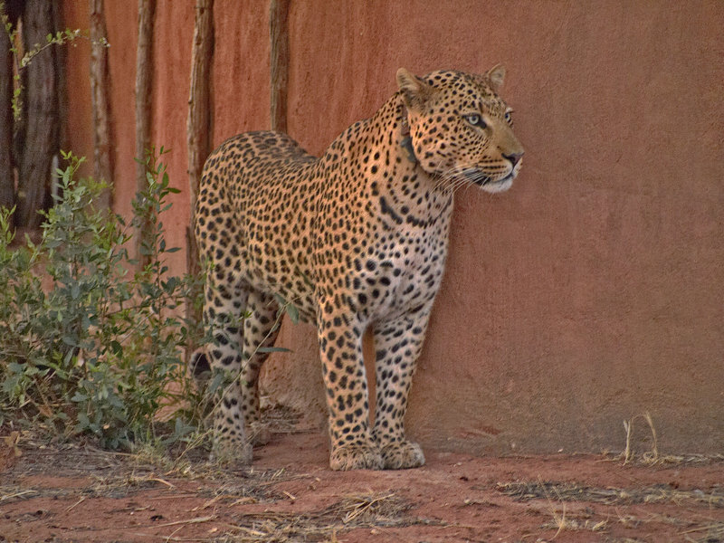 Leopard, Okonjima